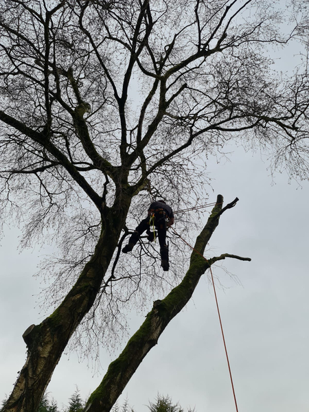 Cover photo of Peak Tree Services - High Peak Tree Surgeon